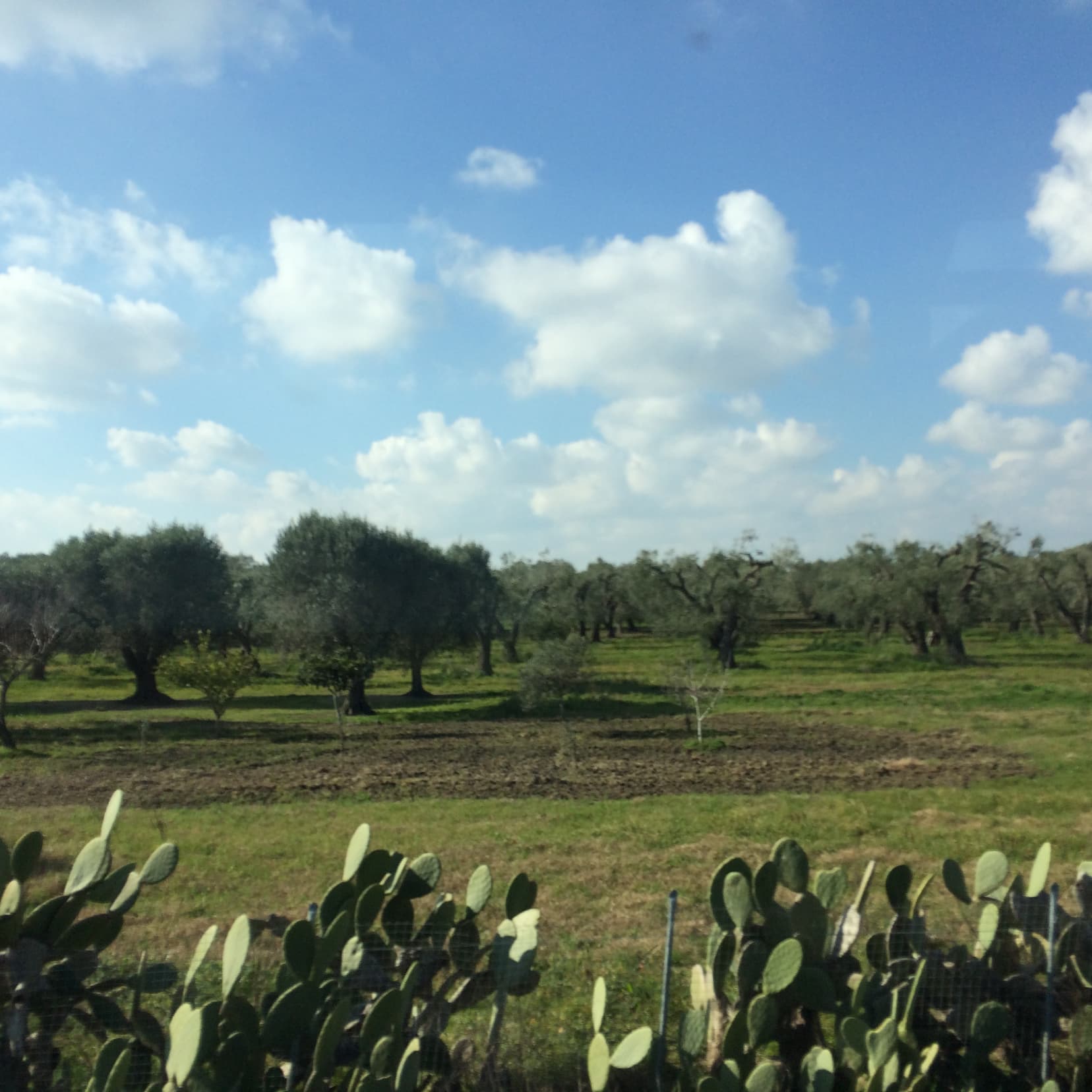 Olive trees and Cacti