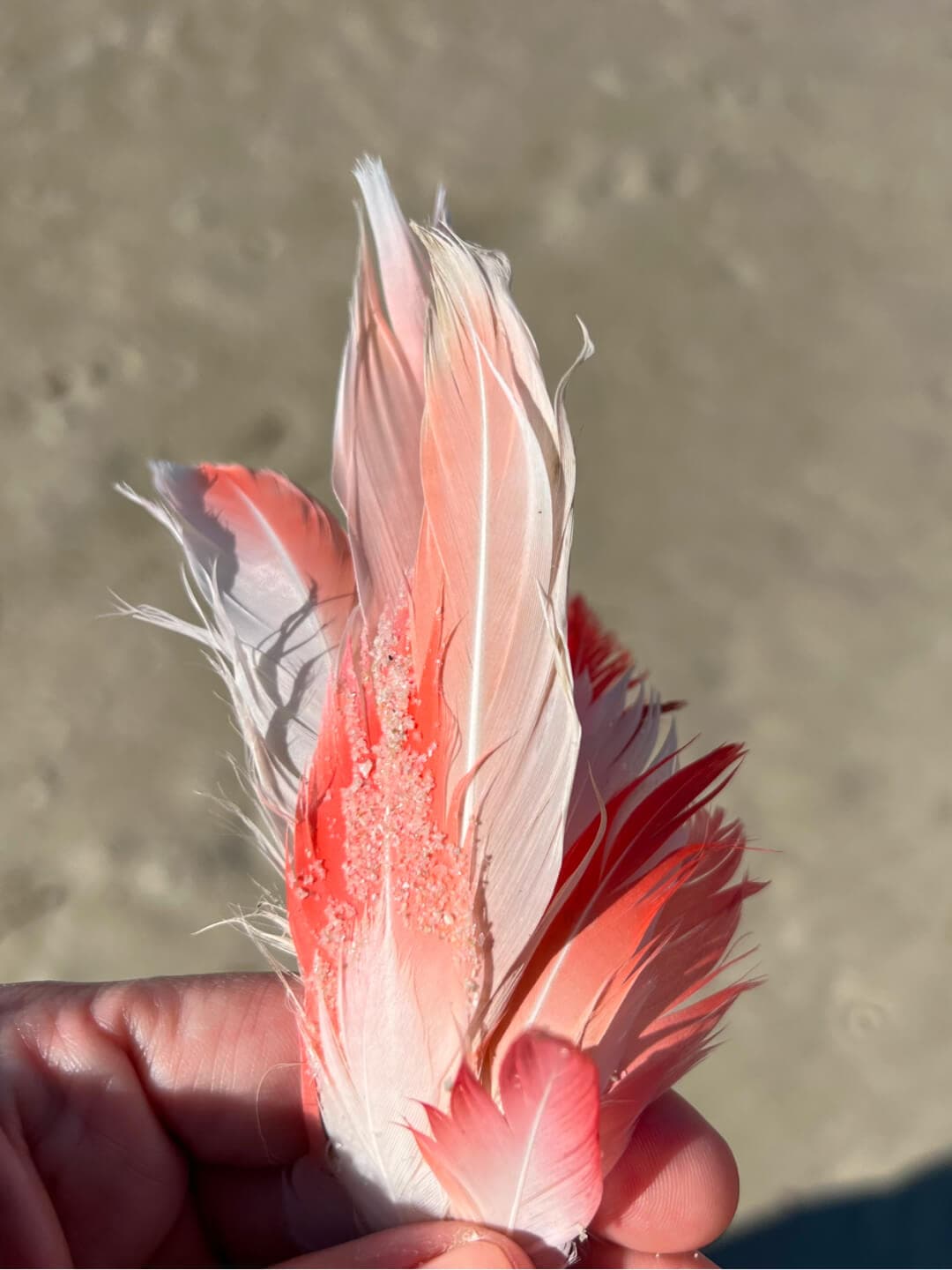 Church Haven, located on the West Coast, is a very special nature reserve with flamingos and an amazing bird sanctuary.